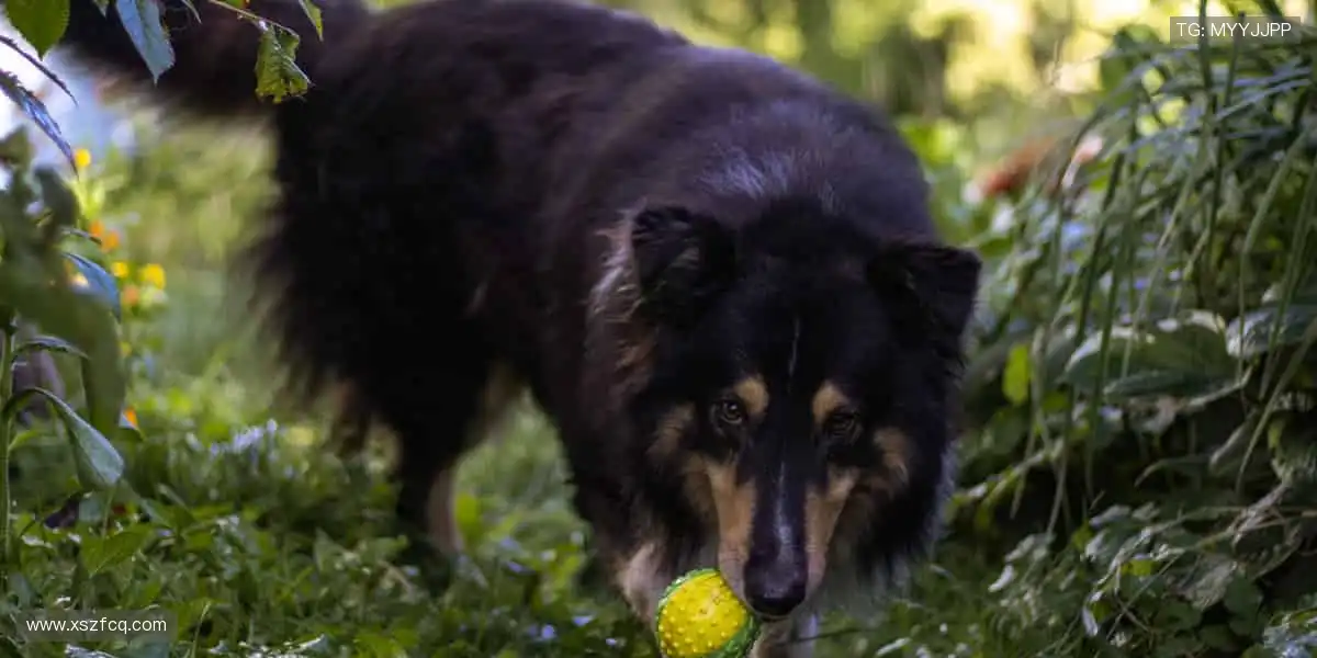📱随时随地,高清流畅,把赛场装进口袋!
